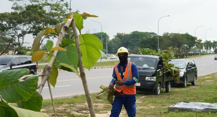 Ratusan Pohon Jati Emas Dirusak, BP Batam Ajak Warga Jaga Lingkungan Kota