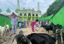 Semarak Idul Adha di Desa Kelong Bintan, 12 Hewan Kurban Jadi Tontonan Anak-anak Semarak Idul Adha di Desa Kelong Bintan, 12 Hewan Kurban Jadi Tontonan Anak-anak