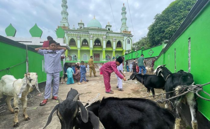 Semarak Idul Adha di Desa Kelong Bintan, 12 Hewan Kurban Jadi Tontonan Anak-anak