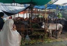 Idul Adha 2026 Hewan Kurban Karimun Aman, Warga Diimbau Pilih Sapi Sehat dan Bersertifikat