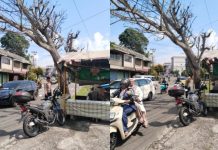 Cegah Pohon Tumbang, Polisi Patroli di Jalan MT Haryono Tanjungpinang Cegah Pohon Tumbang di Tanjungpinang