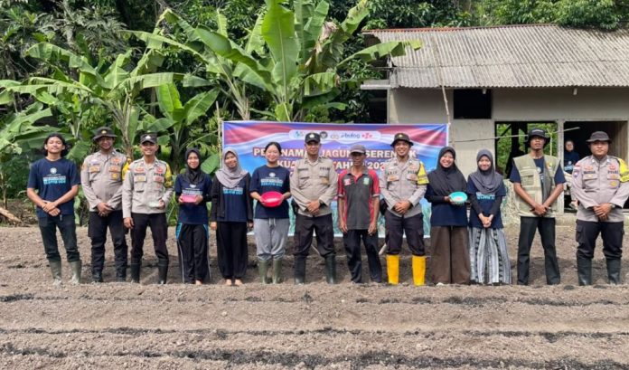 Dukung Program Asta Cita, Polsek Jemaja Tanam Jagung Pipil Bersama Mahasiswa UGM Dukung Program Asta Cita, Polsek Jemaja Tanam Jagung Pipil Bersama Mahasiswa UGM