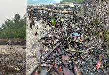 Dugaan 200 Mangrove Ditebang di Piabung, Satreskrim Polres Anambas Bergerak Cepat 200 Mangrove Ditebang di Piabung, Satreskrim Polres Anambas Bergerak Cepat