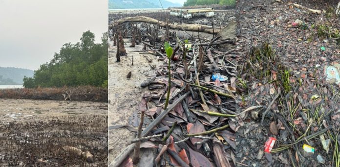 Mangrove di anambas 200 Mangrove Ditebang di Piabung, Satreskrim Polres Anambas Bergerak Cepat