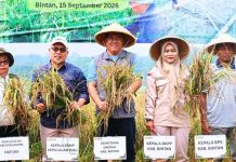 Pemkab Dorong Pengembangaan Pertanian Padi Demplot PM-AAS di Bintan Pemkab Dorong Pengembangaan Pertanian Padi Demplot PM-AAS di Bintan