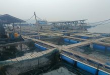 Penjaga Keramba Dibacok Saat Gagalkan Dugaan Pencurian Ikan di Anambas