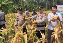 Panen 3 Ton Jagung di Teluk Bayur, Polres Anambas Dukung Ketahanan Pangan dari Tingkat Desa Panen 3 Ton Jagung di Teluk Bayur, Polres Anambas Dukung Ketahanan Pangan dari Tingkat Desa